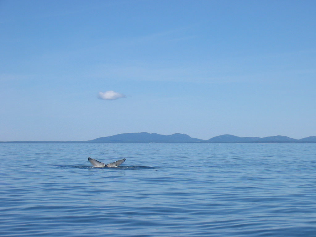 Whale visible from the deck of the Schooner Lewis R. French